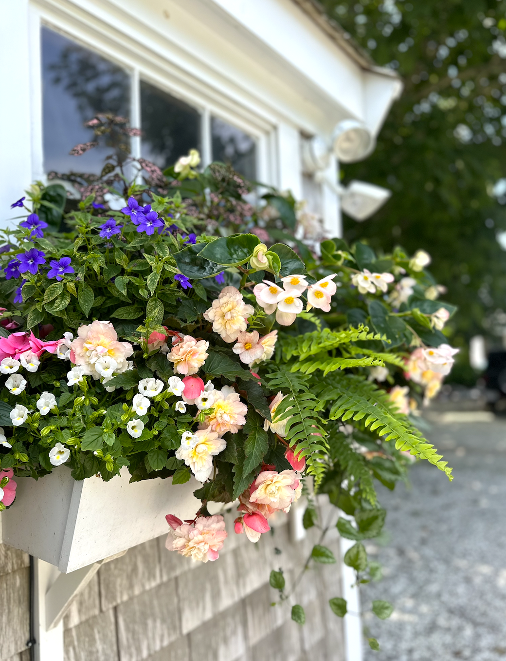 Containers & Window Boxes