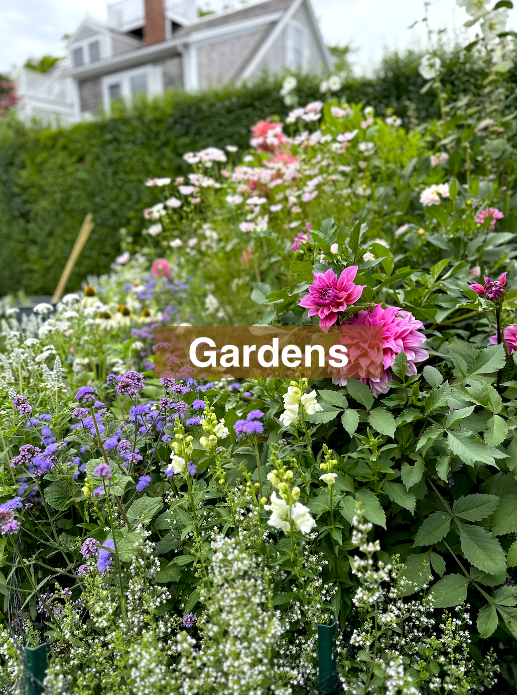 Nantucket Flower garden. Dahlia's. Cosmos. Annuals. Perennials. Summer Color