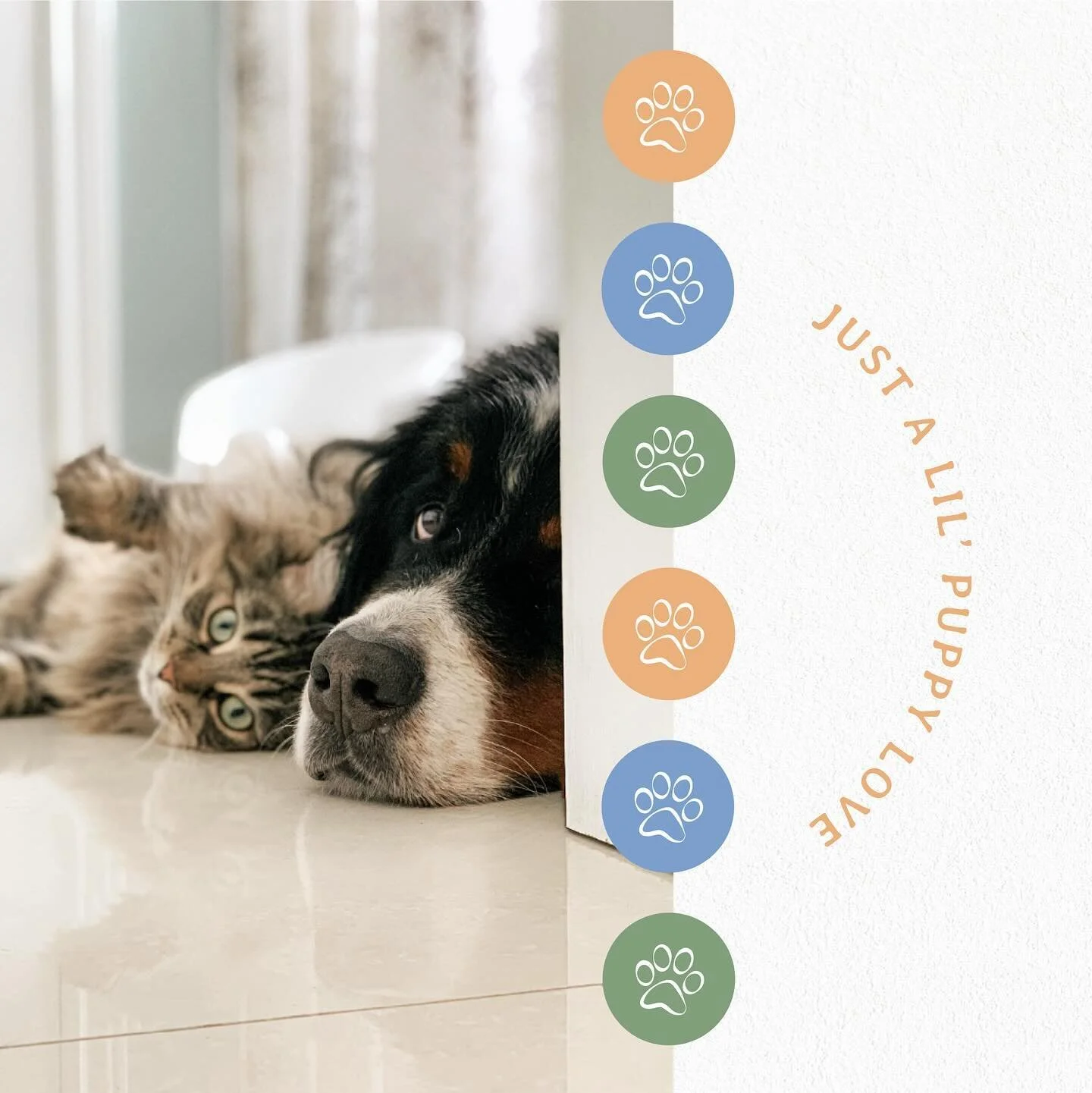 Spent some time expanding on the logo design I created for a friend&rsquo;s pet business! The cuteness of these animals provided more than enough inspiration! 🐶🐾🐱

#dogs#cats#pets#dogsitting#dogwalker#dogboarding#catboarding#branding#graphicdesign