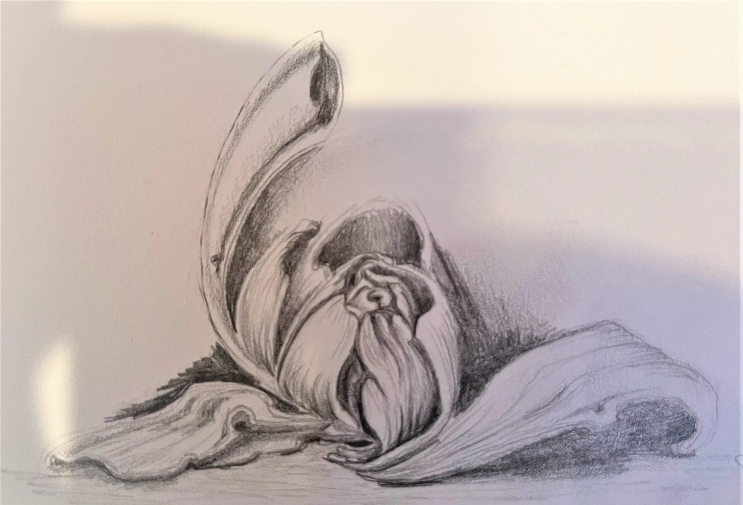 Dismantled Flower from sketchbook - edited in photo editor.jpg