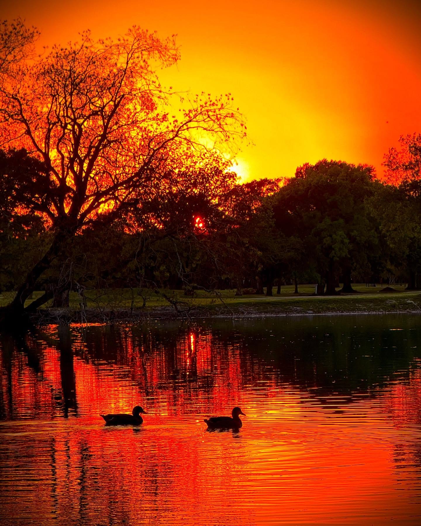 SUNSET & DUCKS, March 2025 | Houston, Texas
๐ธ: @dallanacamargo
#houston #sharptowngolfclurce #sharpstown #photo #photooftheday #photography #sunsetphotos #sunsetphotographs #sunset #ducks #iphone16pro #iphone16photography