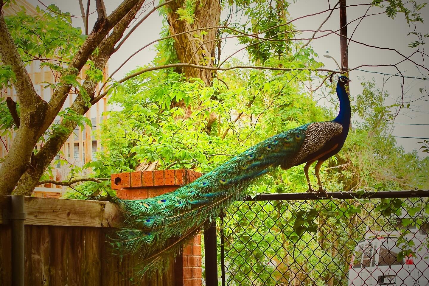 PEACOCK, April 2025 | Houston, Texas
๐ธ: @dallanacamargo
#peacock #peacockphotography #photo #photography #photoofday #houston #sonyzv1 #sonyzv1photography #animalphotography #everydayphotography