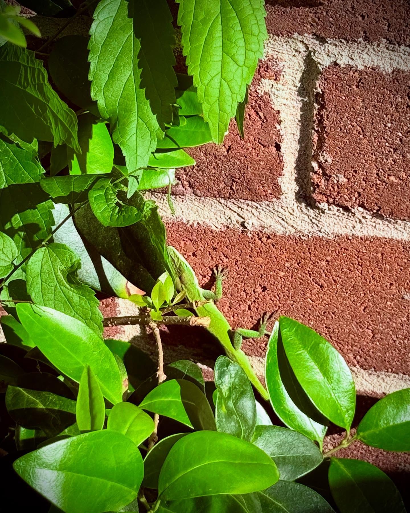 ANOLES, April 2025 | Houston, Texas
๐ธ: @dallanacamargo
#photo #photography #photooftheday #anoles #anolesphotography #homephotagraphy #houston #animalphotography #iphone16pro #iphone16prophotography