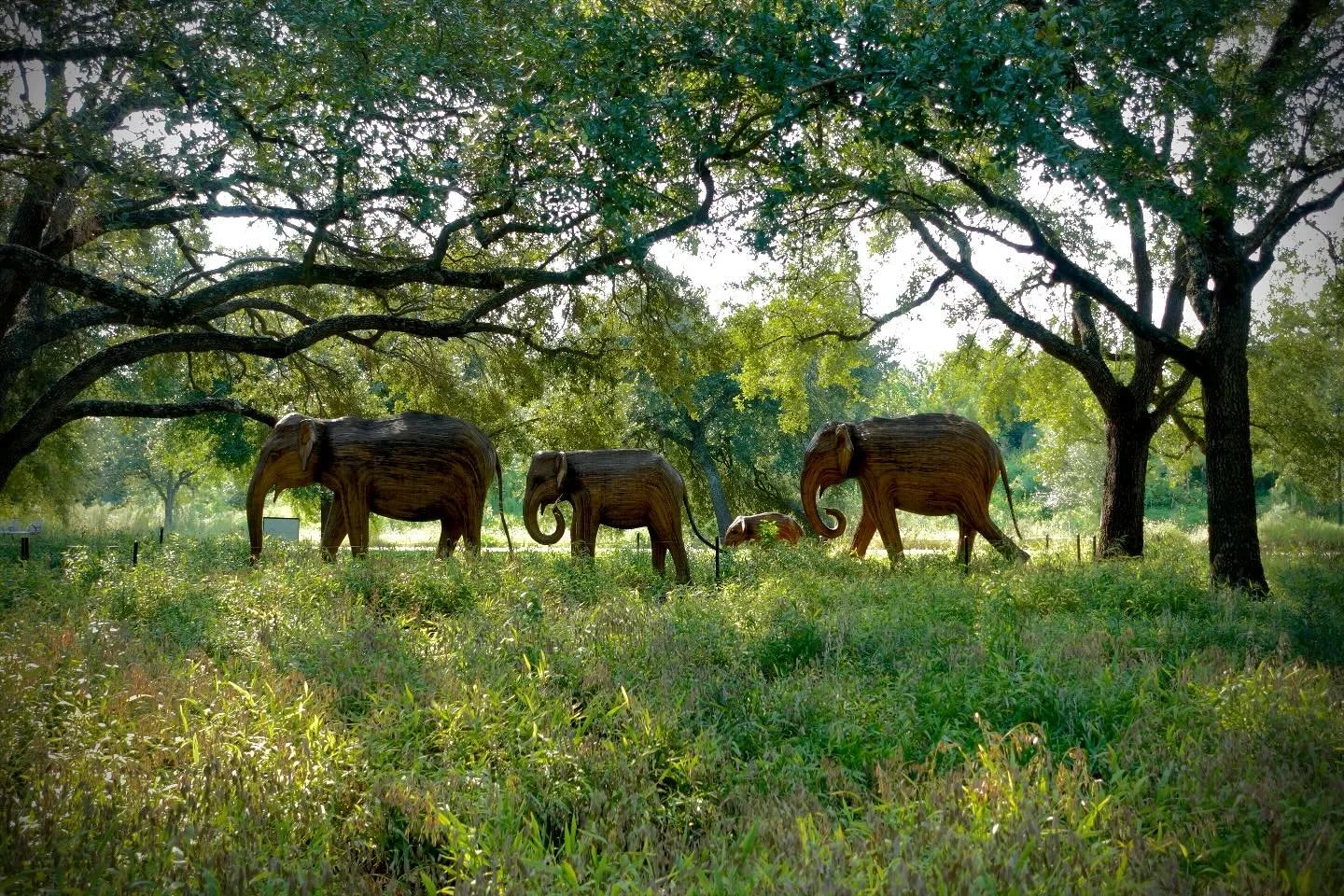 THE GREAT ELEPHANT MIGRATION @ HERMAN PARK TRAIL , September 2025 | Houston, Texas
๐ธ: @dallanacamargo
#hermanpark #thegreatelephantmigration #houston #artexibition #streetphotography #photoofday #photography #sonyzv1 #sonyzv1photography