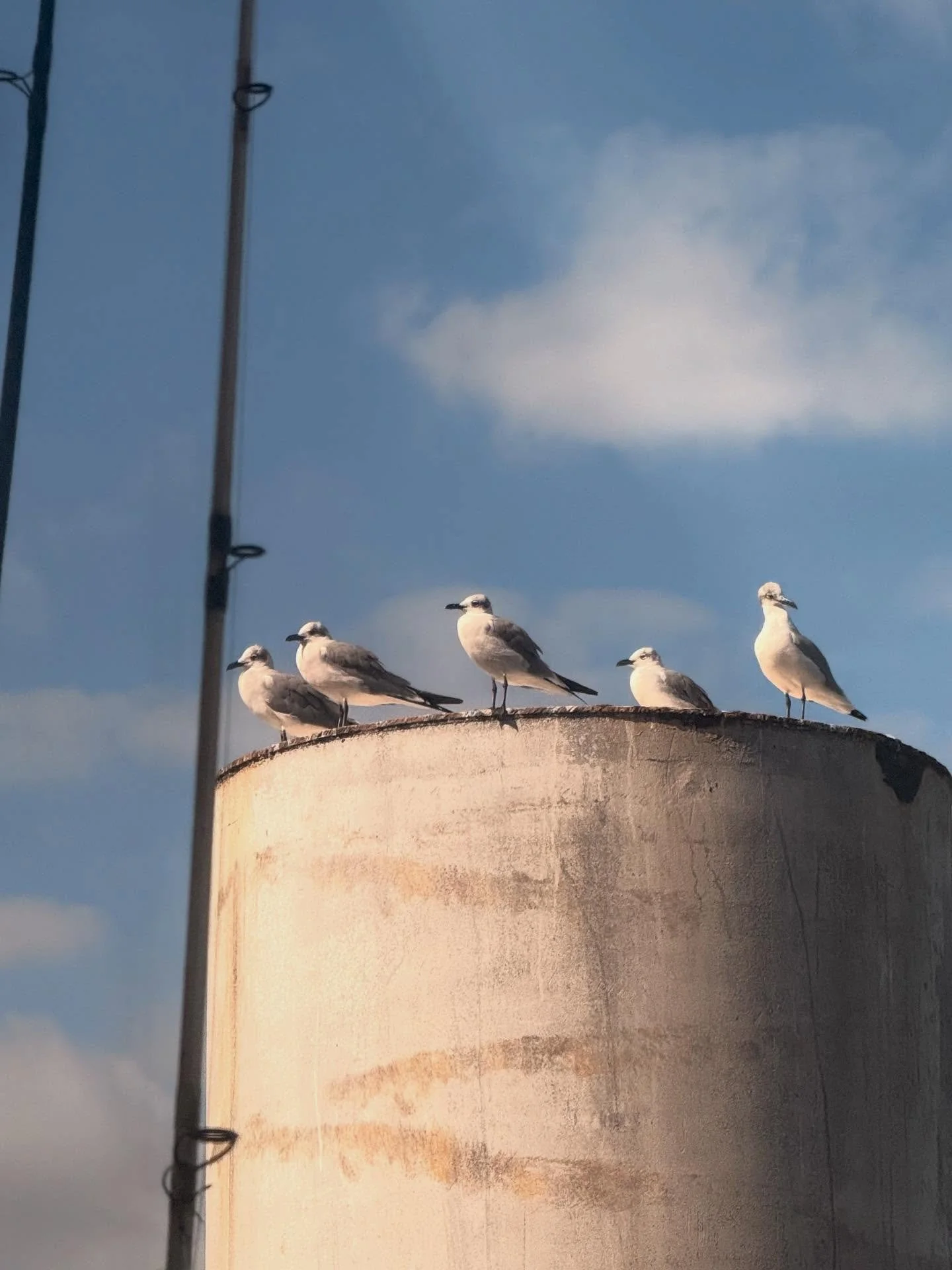 GALVY SEAGULLS, October 2025 | Houston, Texas 

📸: @dallanacamargo 

#seagull #galveston #beachphotography #photooftheday #photography #iphone16pro #iphone16prophotography