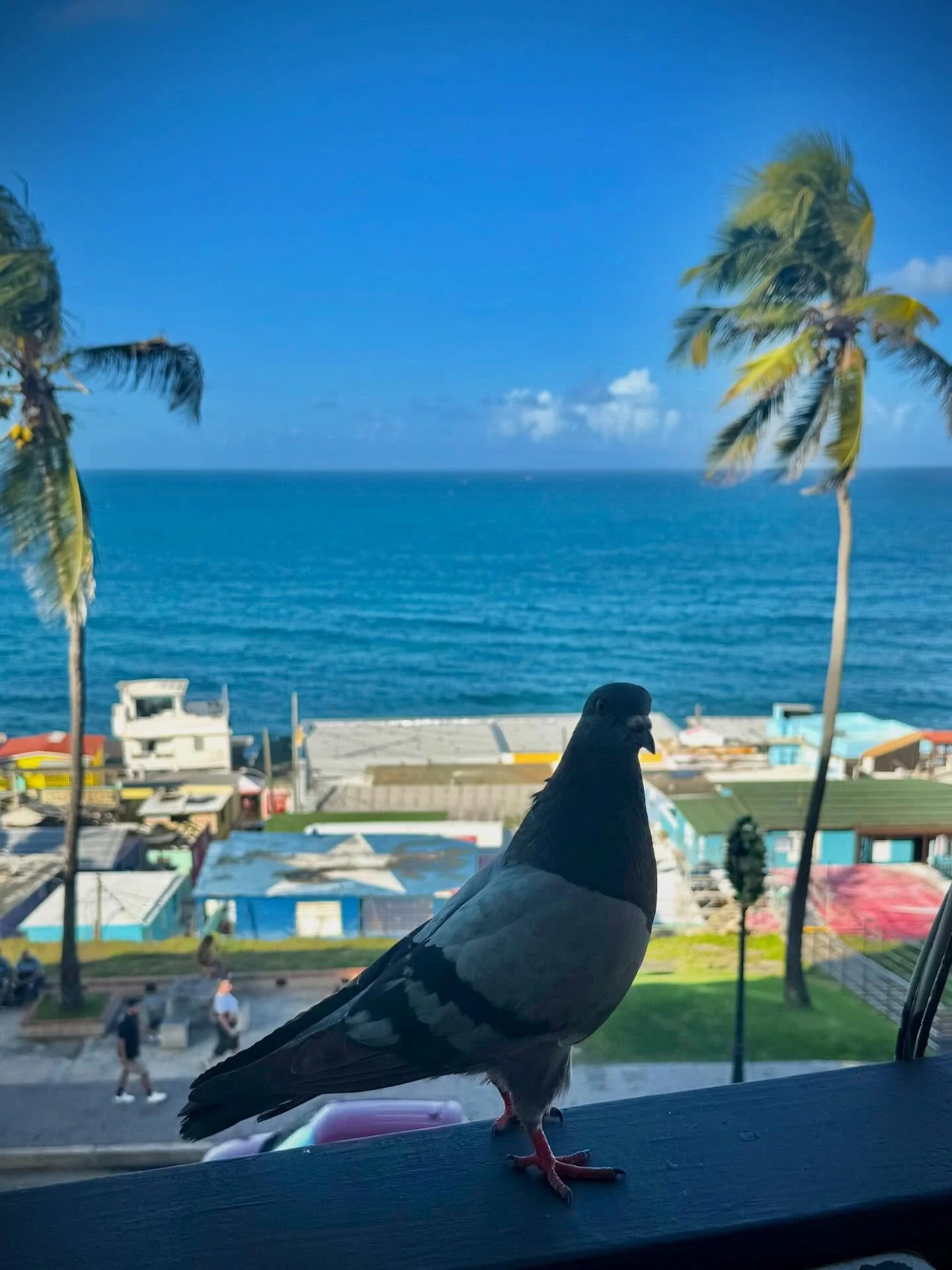 LA PALOMA EN LA VERG&Uuml;ENZA, DECEMBER 2026 | Houston, Texas

@dallanacamargo 

#photography #streetphotography #palomaphotography #photooftheday #puertorico