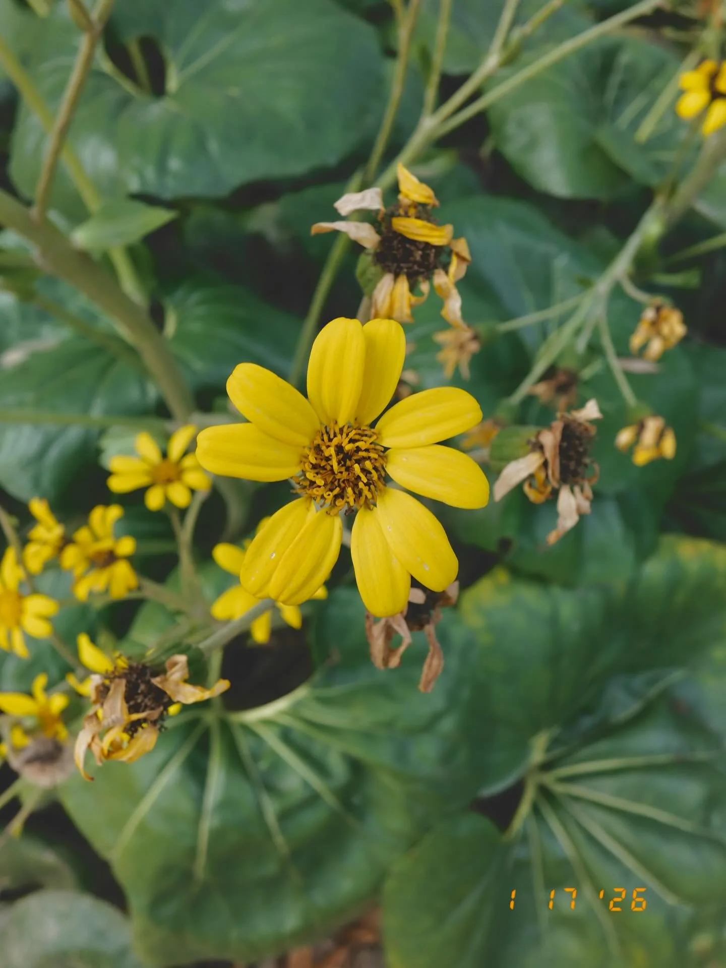 HOUSTON HELIANTHUS DEBILIS, January 2026 | Houston, Texas 

📸: @dallanacamargo 

#beachsunflower #photoftheday #photography #fujifilmxhalf #fujifilmxhalfphotography #xhalfphotos #houston