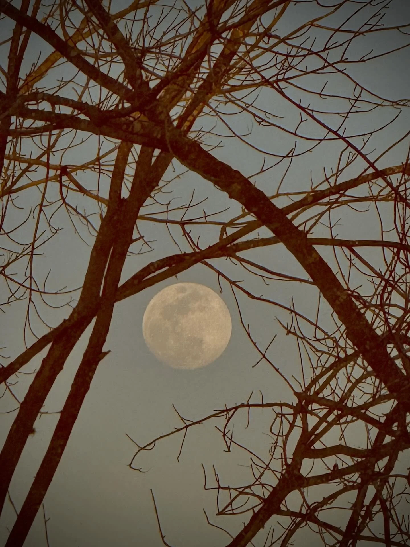 LUNA, January 2026 | Houston, Texas 

📸: @dallanacamargo 

#moon #photooftheday #photography #houston #iphone16pro
