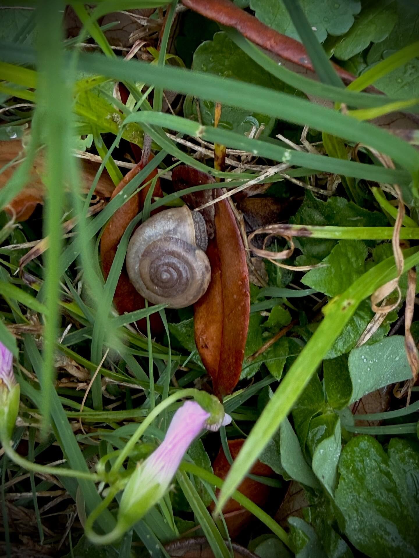 SNAIL, March 2026| Houston, Texas 

📸: @dallanacamargo 

#snail #photooftheday #houston #photography