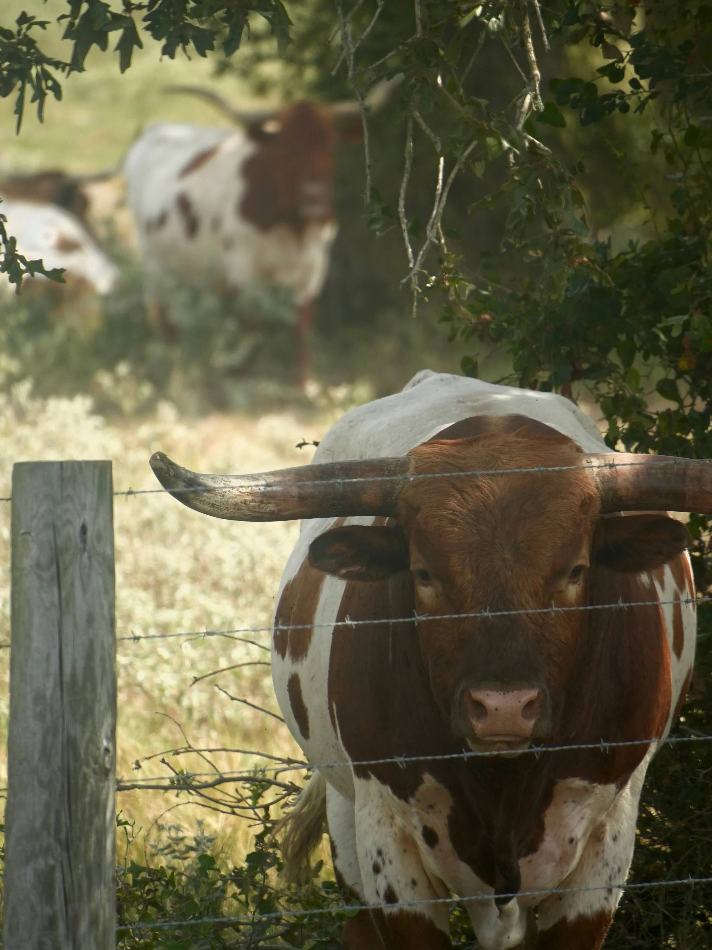 LONGHORN, September 2026 | TEXAS

📸: @dallanacamargo 

#longhorn #sonya6700 #photooftheday #