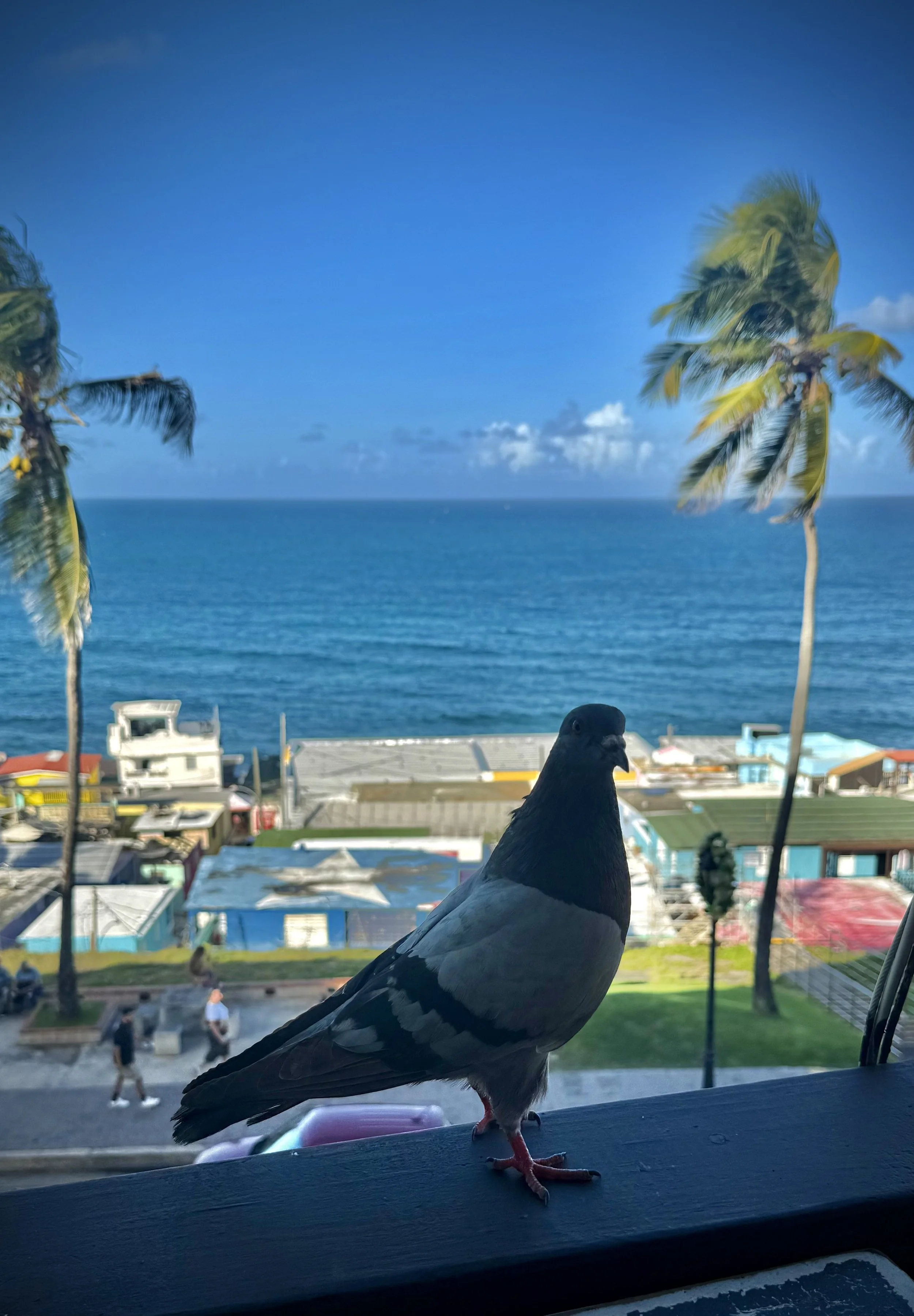 IMG_6738.jpeg