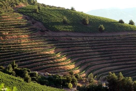 Ventisquero Wine Dinner