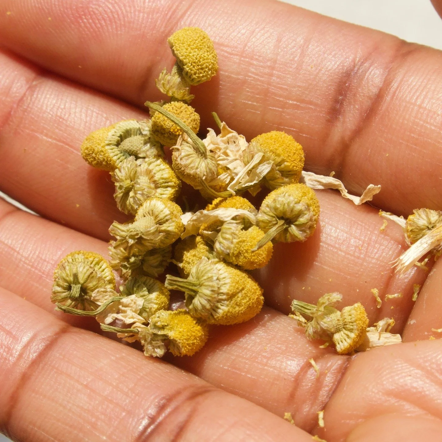 ✨☕️ We&rsquo;ve been busy restocking our sold-out herbal blends just in time for the holiday season!  While we&rsquo;re away at the markets for another week, you can still shop Chamomile Dream, Coco Delight, and Orange Mint online. 

Stay tuned for t