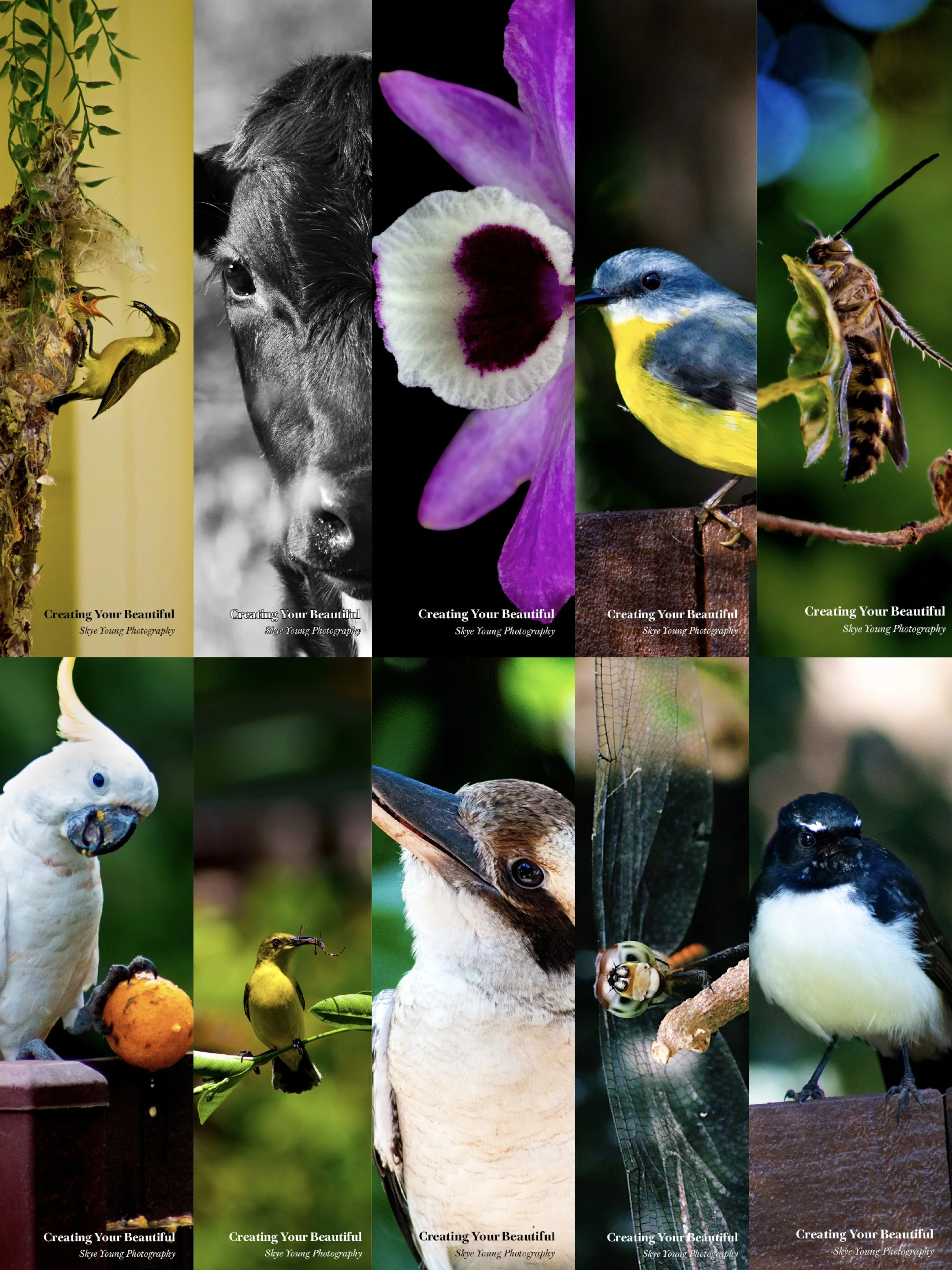 FULL 10 PACK - Original Photography Bookmarks