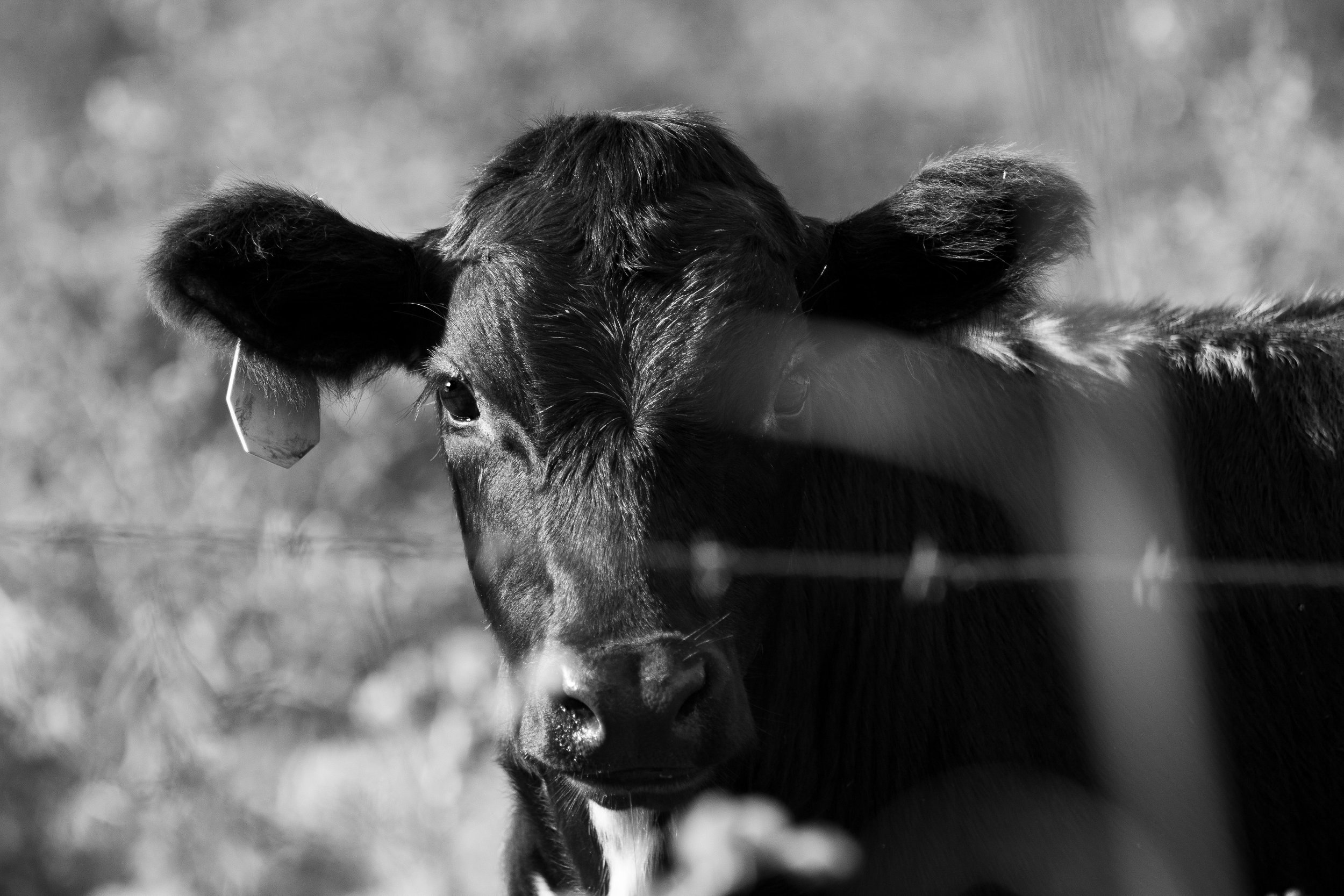 Baby cow connection .jpg
