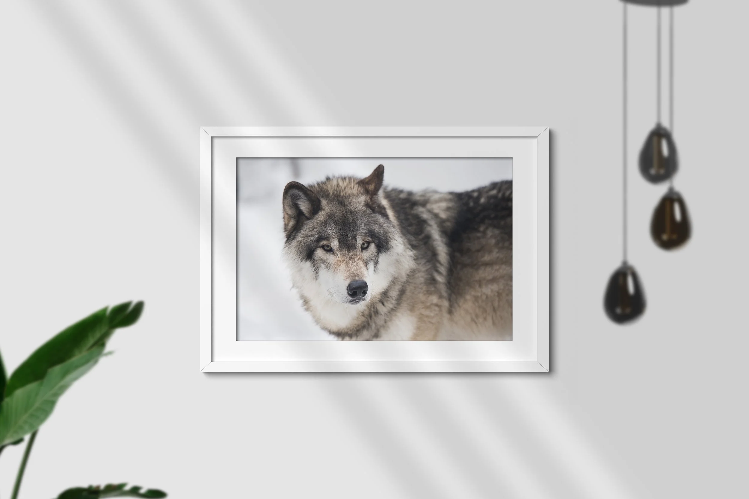 Frame Wolf.jpg