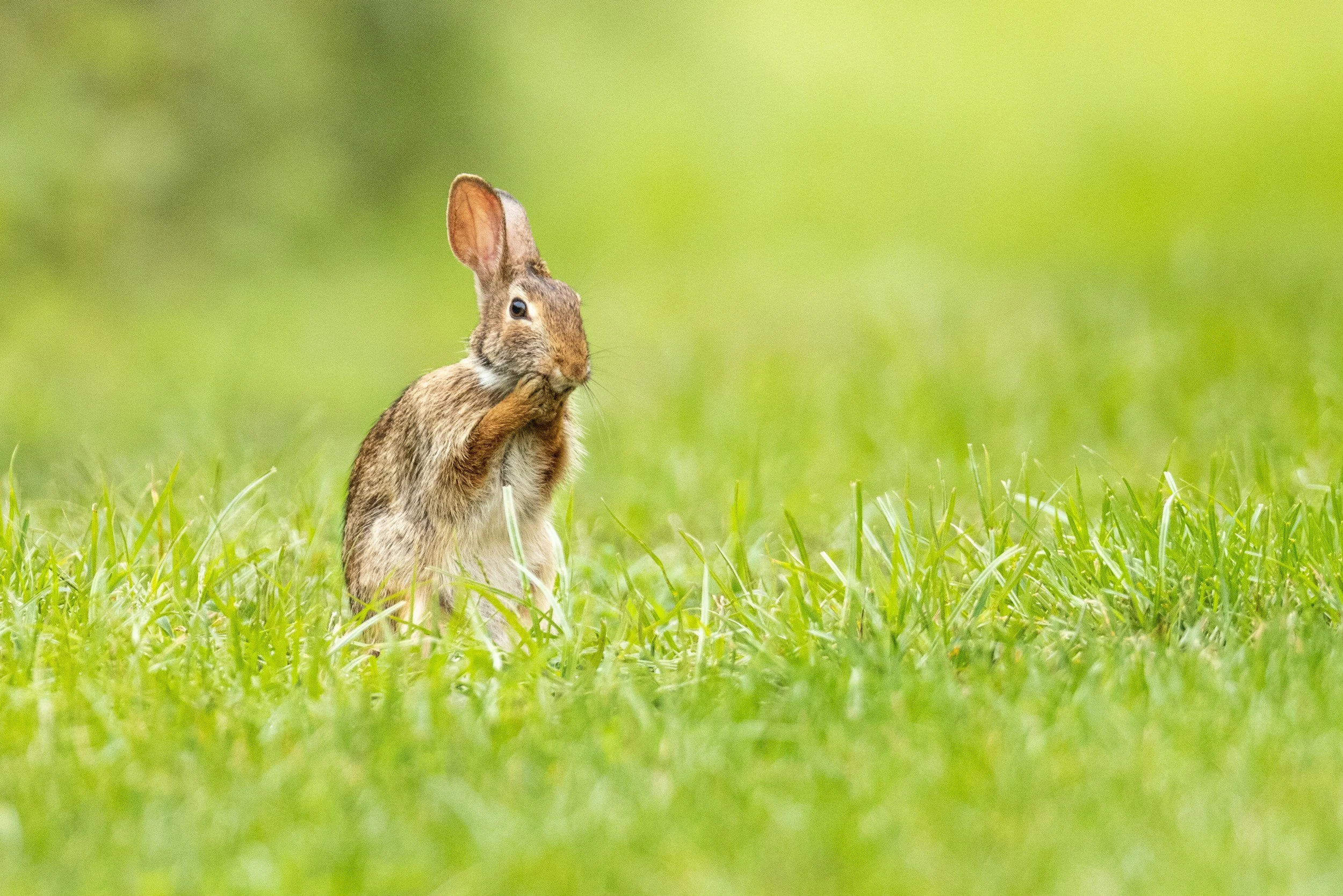A small brown rabbit standing upright on green grass with a blurred green background.