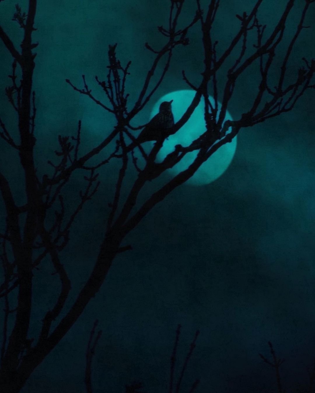 On this cold winter day, we wanted to share a thought: what if this year, you gifted an experience instead of a thing?

There is something about the promise of spring that touches us deeply. The anticipation of slipping into the woods, pausing beneat