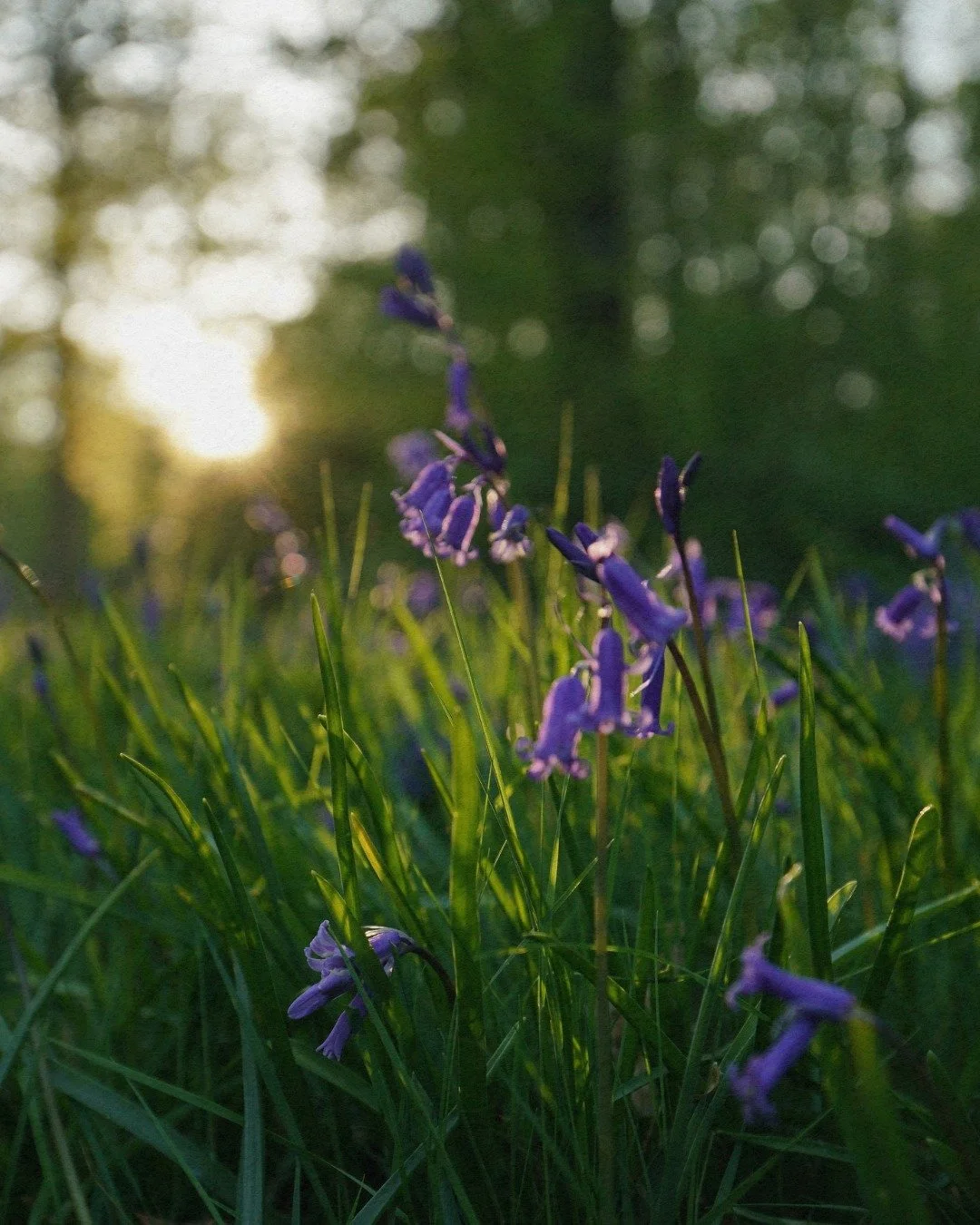 Foraging &amp; Folklore Walk with @mindnature 🌱

Led by Max, this curated workshop explores the wild foods of spring through a sensory walk across the woods surrounding our Sussex site, uncovering the culinary, medicinal, and folkloric stories of se