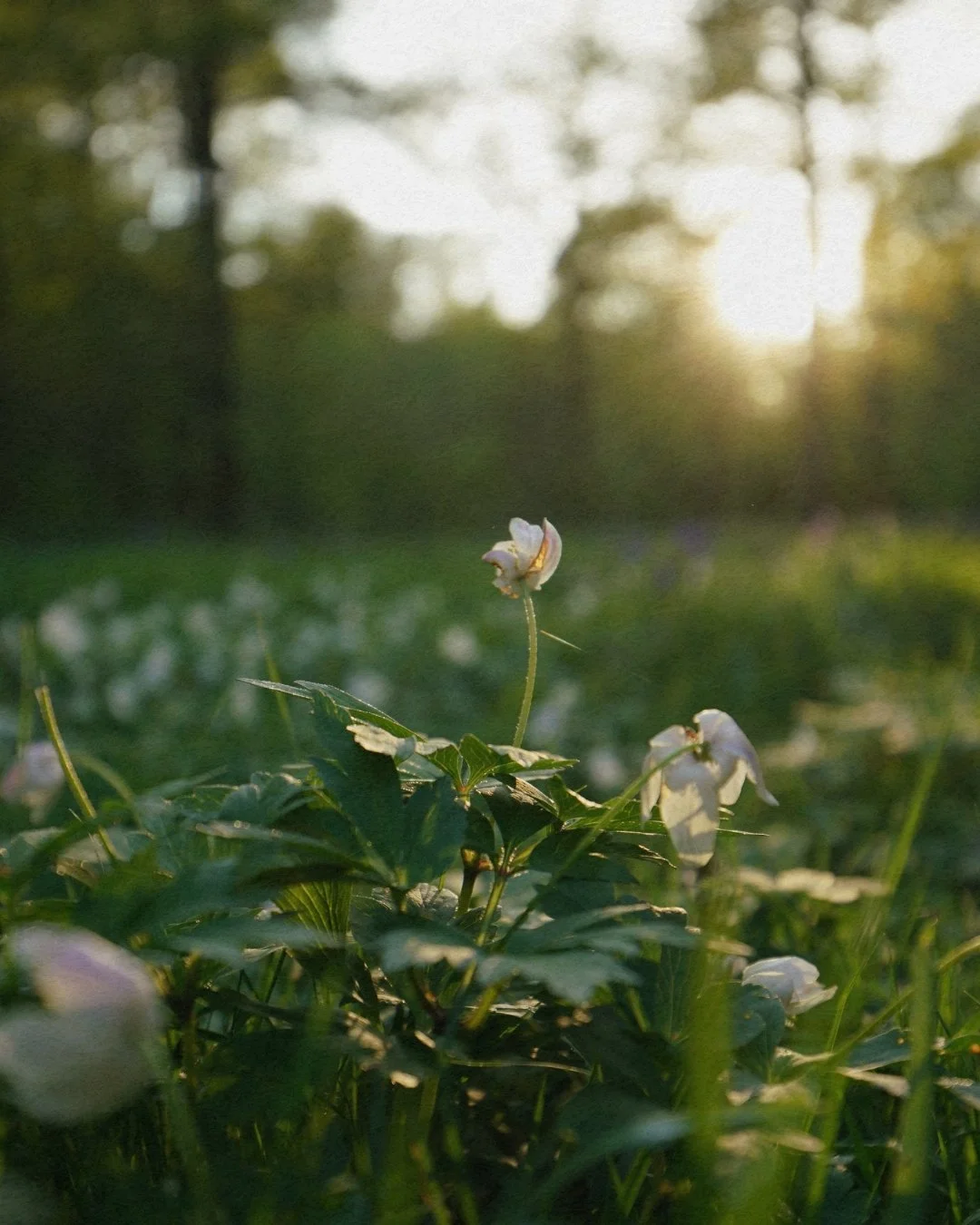 A memory for Mum 🌳

Across this carousel are a few moments from our team in celebration of Mother&rsquo;s Day 🌿👉

Small glimpses of the love, patience and care that ripple through generations and ground us in the love we give and receive.

Happy M