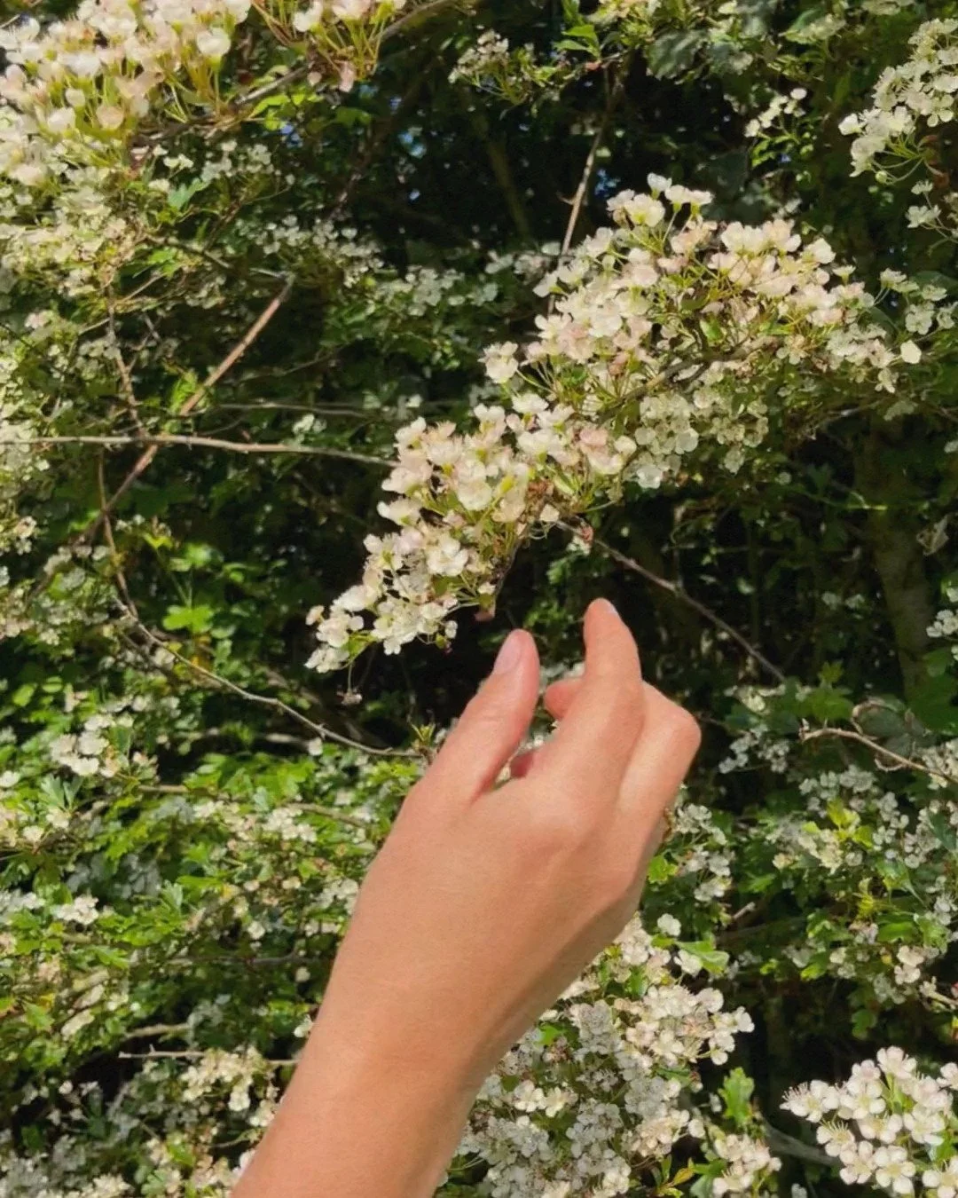 Spring is unfolding in every direction.

Fresh greens are rising, and fields are rich with life waiting to be noticed. All around us, the wild offers quiet nourishment...if we know how to look.

We&rsquo;re excited to welcome @foraged.by.fern on Satu