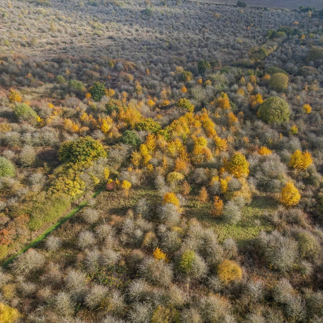 Just over a month to go until we return to Strawberry Hill - @wildlifebcn ...

We can&rsquo;t wait to gather once with our host @buteblackbird on this beautifully rewilded land, a true haven for the Nightingales 💚

This May, we journey across sound 