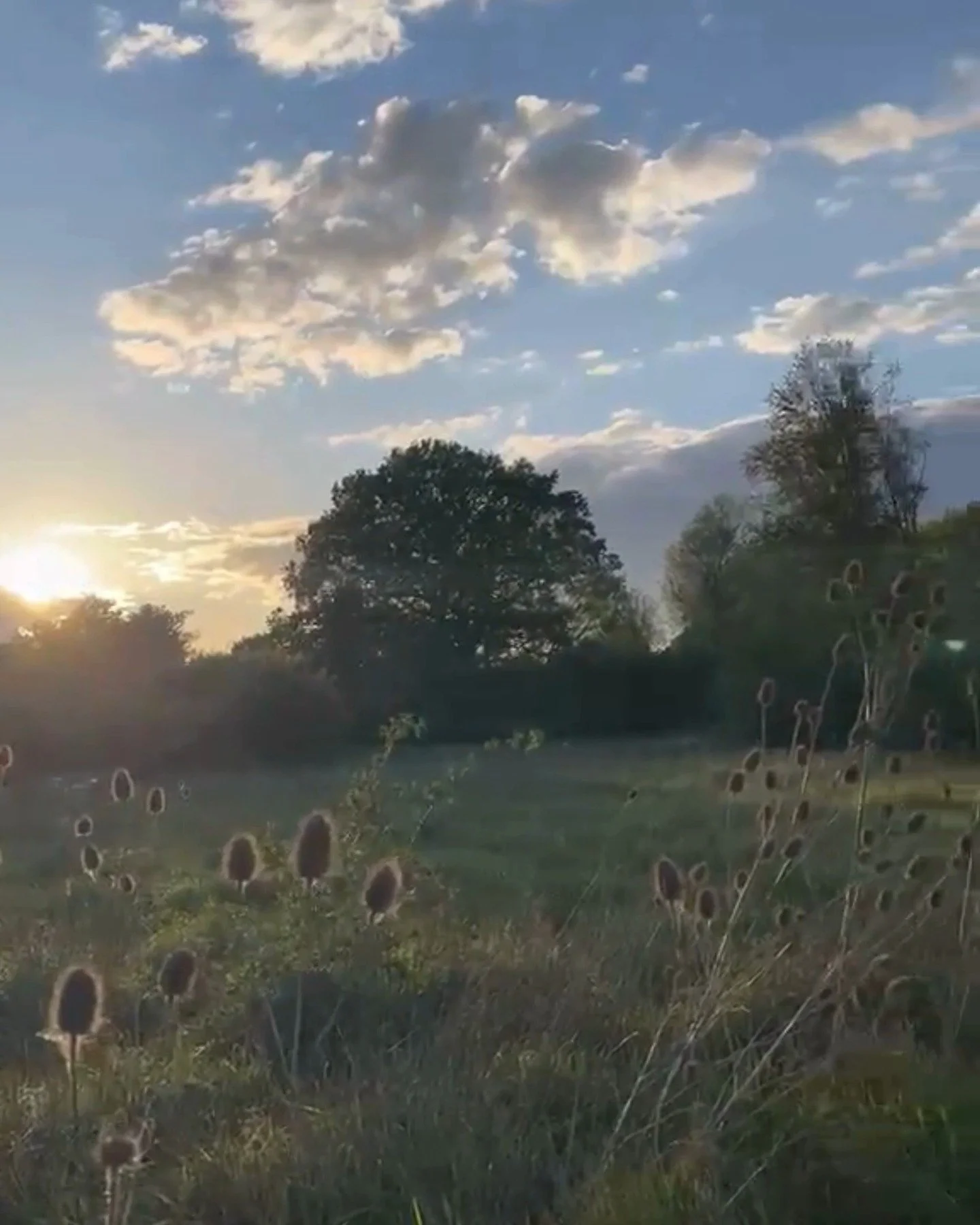 Strawberry Hill has been alive with music passing in and out between the hedgerows and trees. And above it all, the melodies of our little friend, the Nightingale. Proud songster, decorator of silence, in the fullest song we&rsquo;ve ever heard. 

If