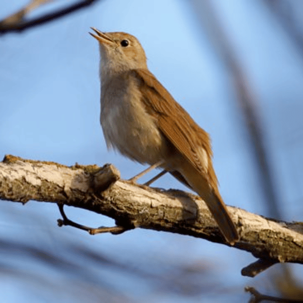 Photograph of a Nightingale standing on a branch