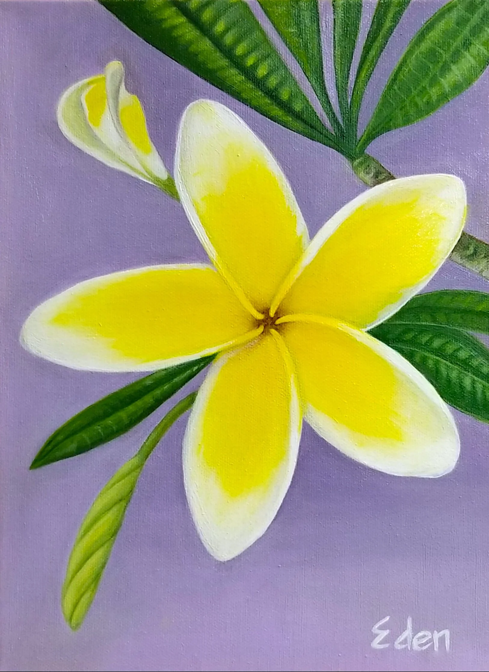 Yellow Plumeria With Lavender background