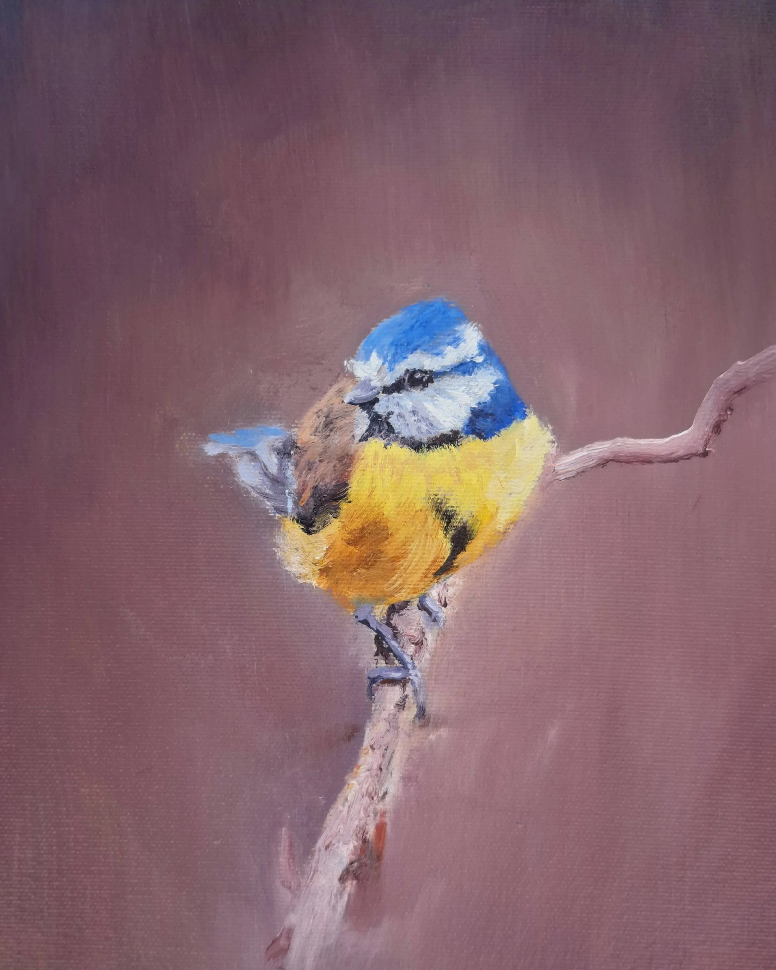 Blue Tit in oils