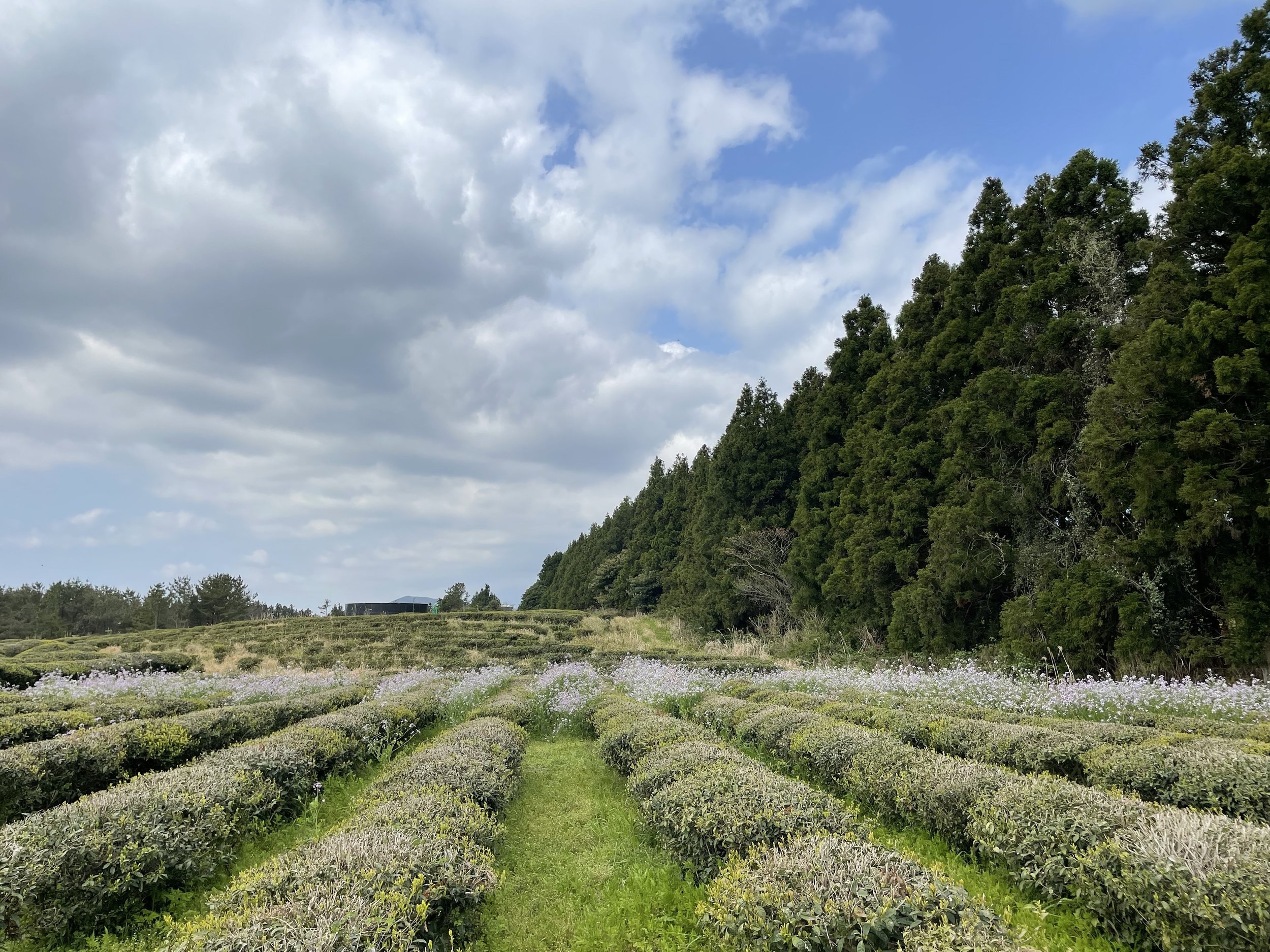 7. Cedars, wildflowers.JPG
