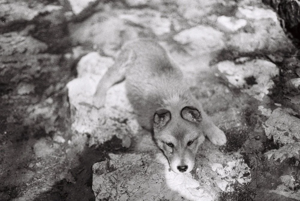 Photographie le dodger photographe photos paris Chien liban Ehden.JPG