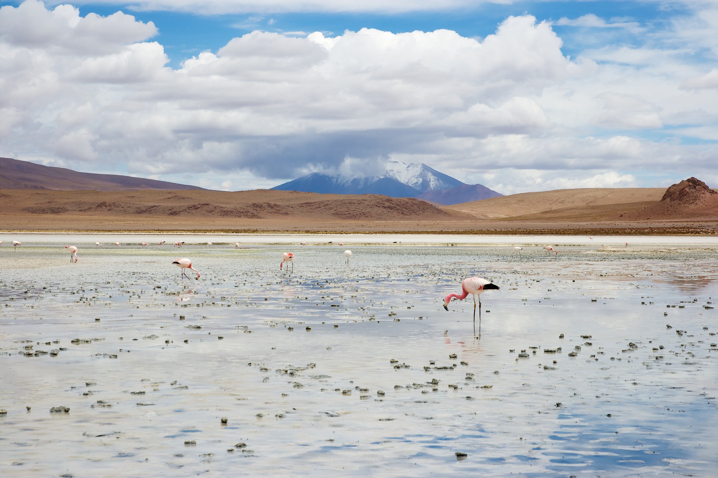 Bolivie-Laguna Hedionda.jpg