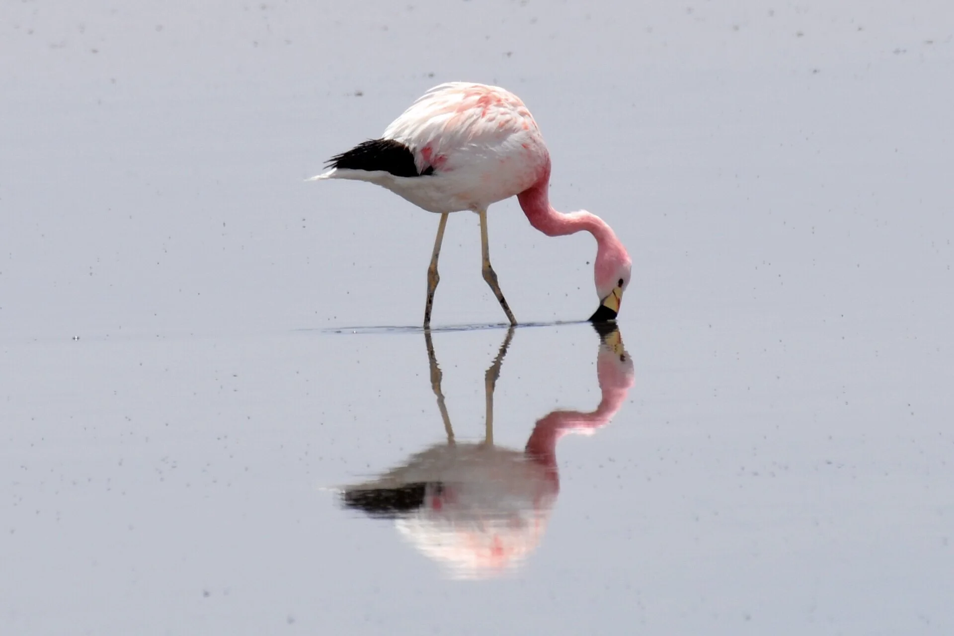 Jour 4-Atacama-flamants(2).JPG