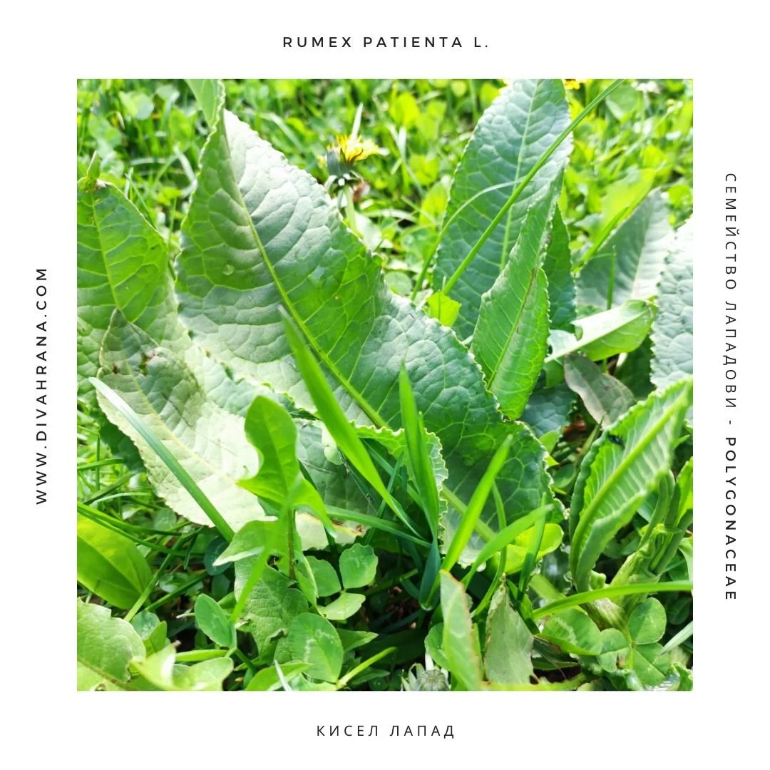 Кисел лапад - киселец Rumex patienta L.