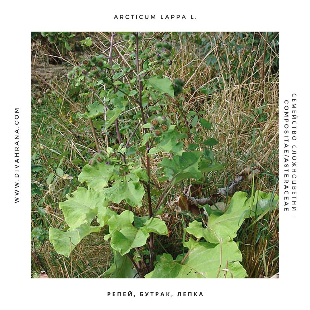 Обикновен репей - Arcticum lappa L.