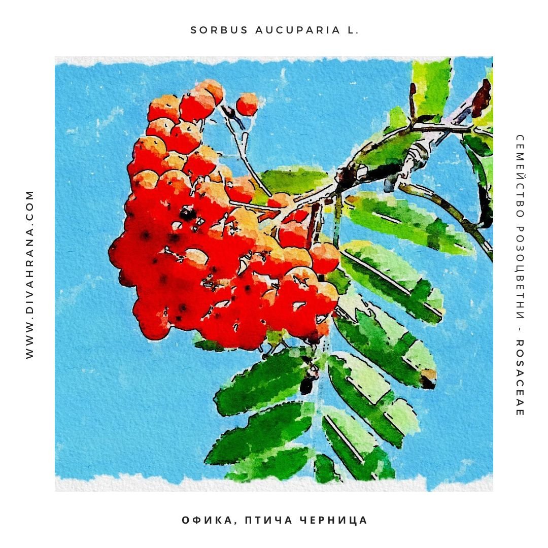 Офика - рисунка.jpg