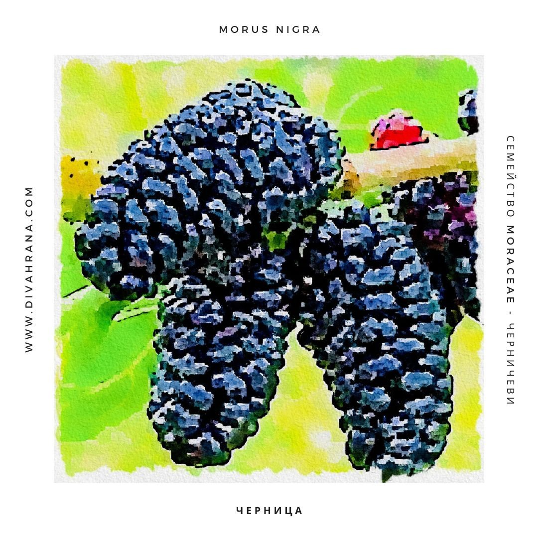 Черница черна - рисунка.jpg