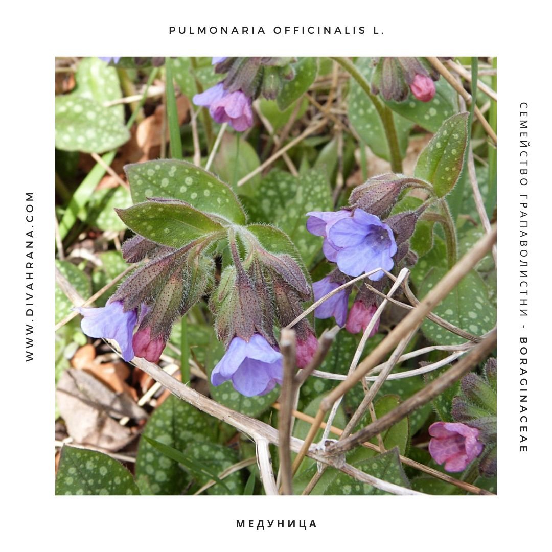 Медуница - Pulmonaria officinalis L.