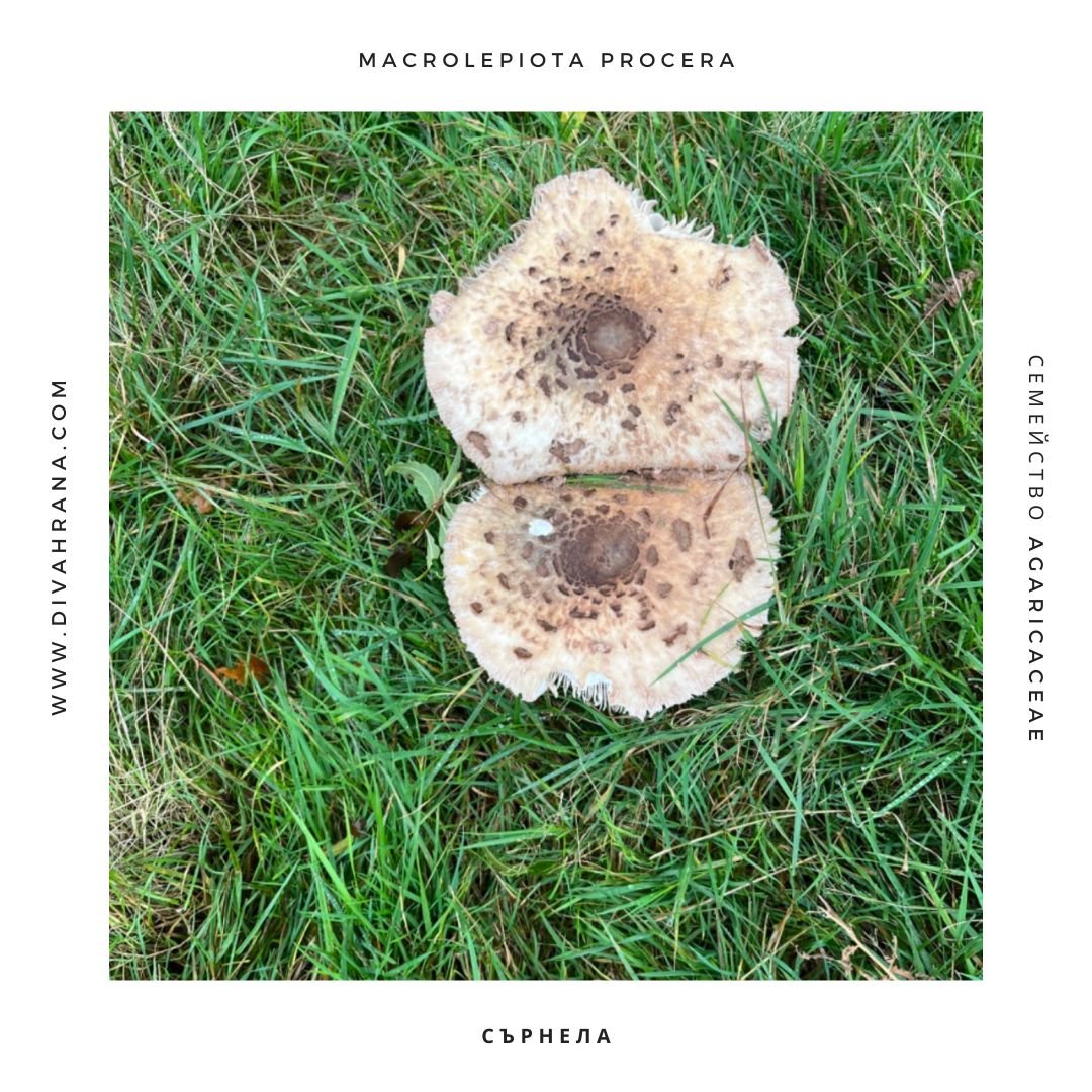 Сърнела - Macrolepiota procera