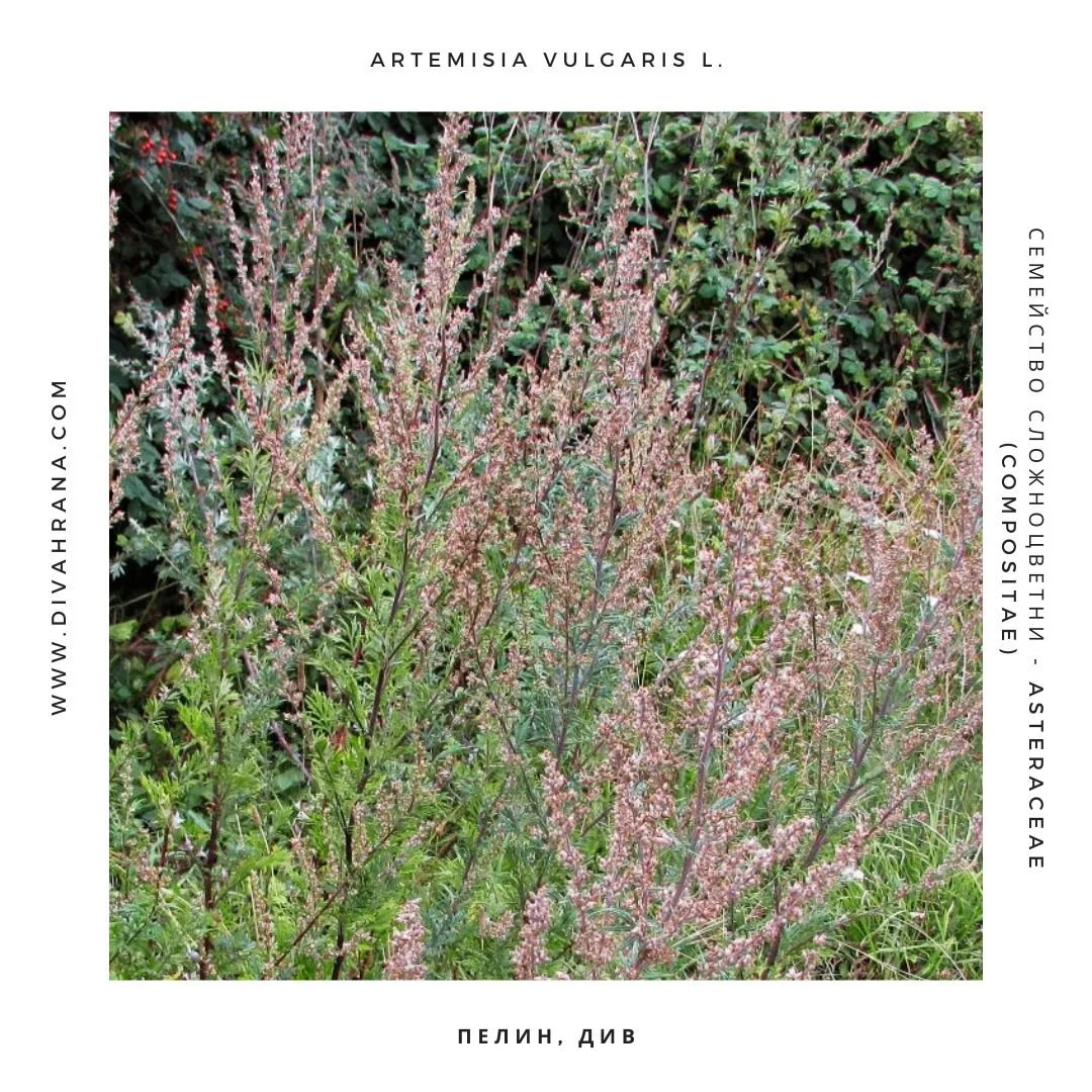 Пелин див - Artemisia vulgaris