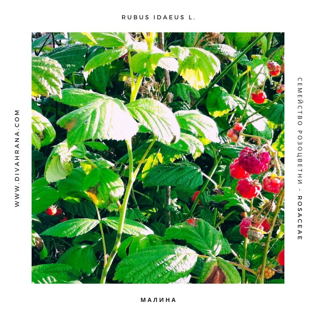 Малина - Rubus idaeus