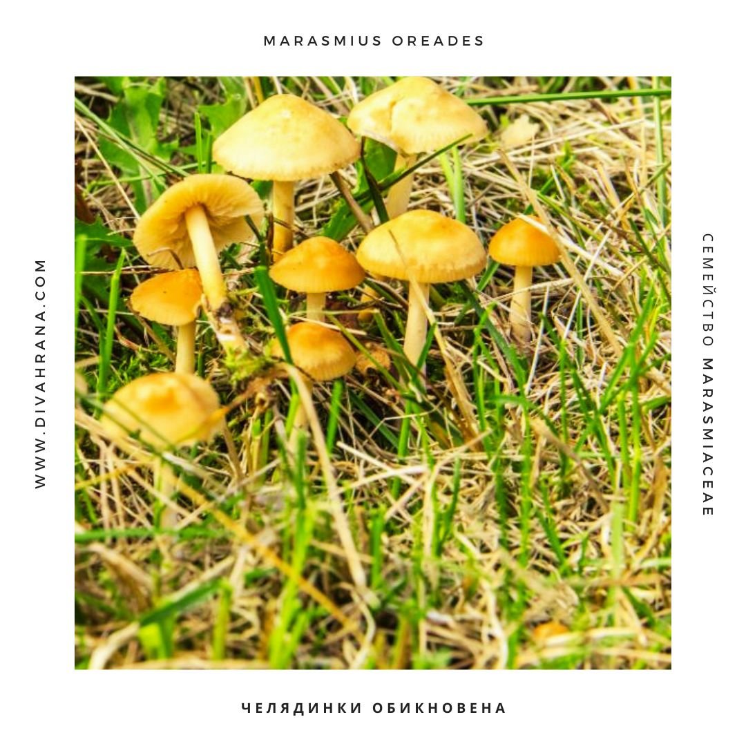Обикновената челядинка - Marasmius oreades