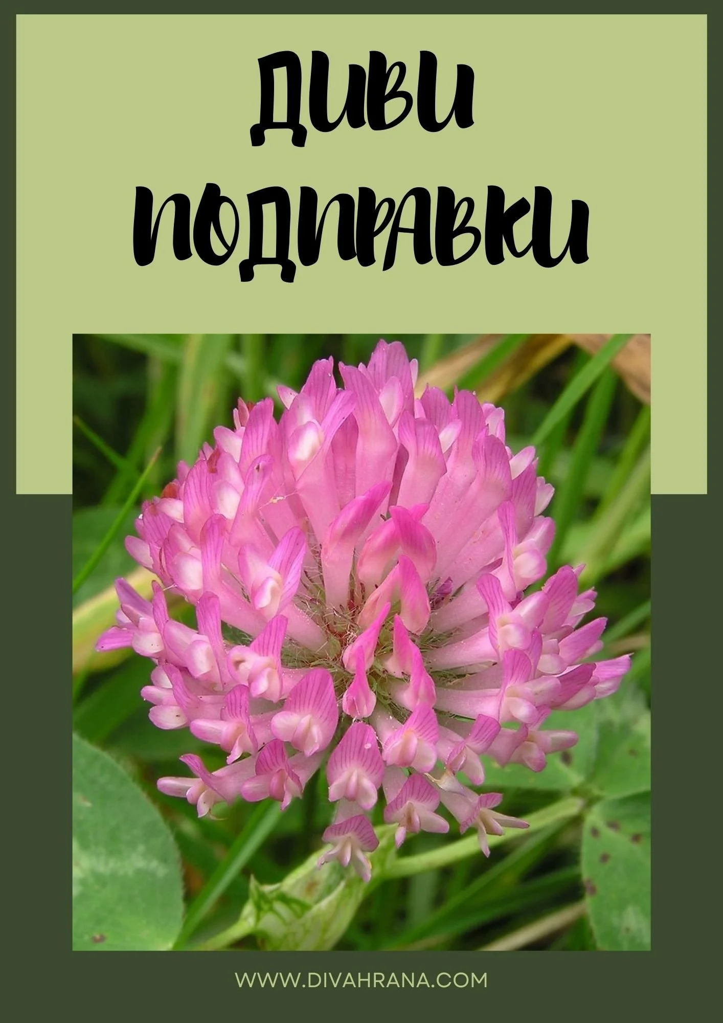 КНИЖКА ДИВИ ПОДПРАВКИ