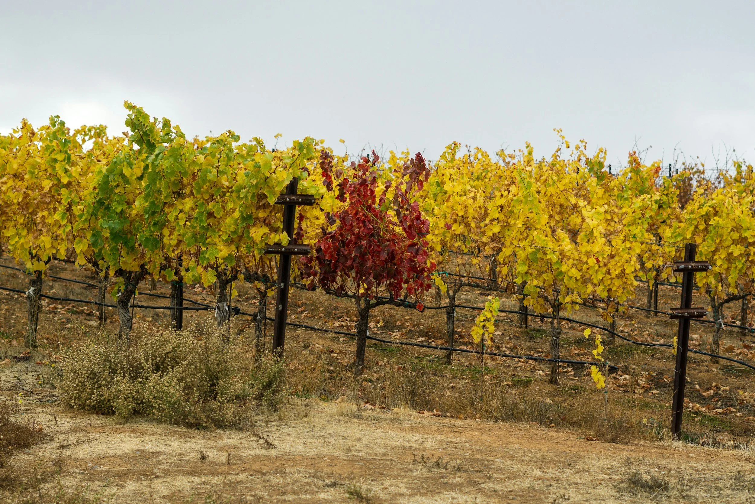 Autumn vineyard rows