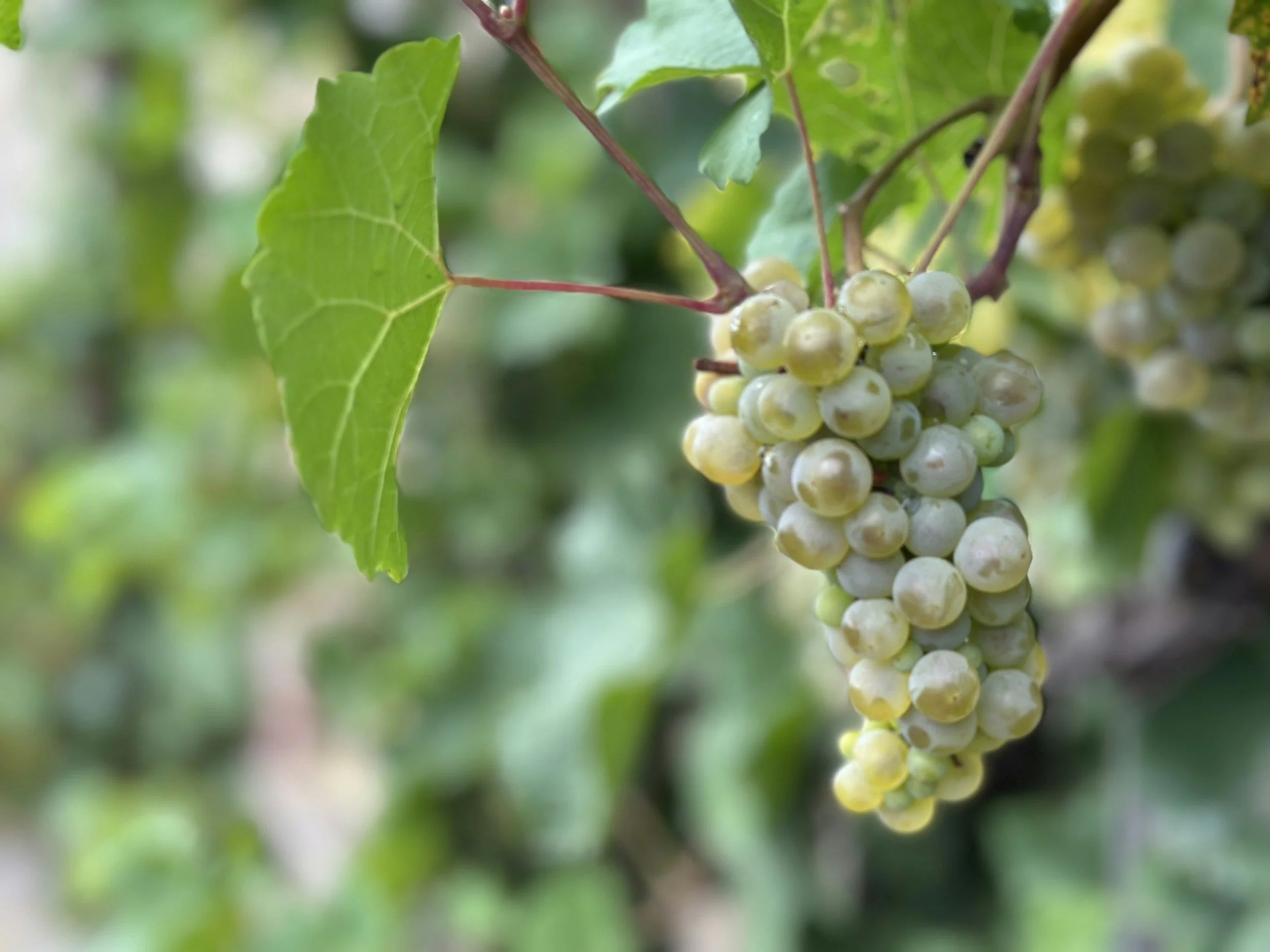 white grapes vine