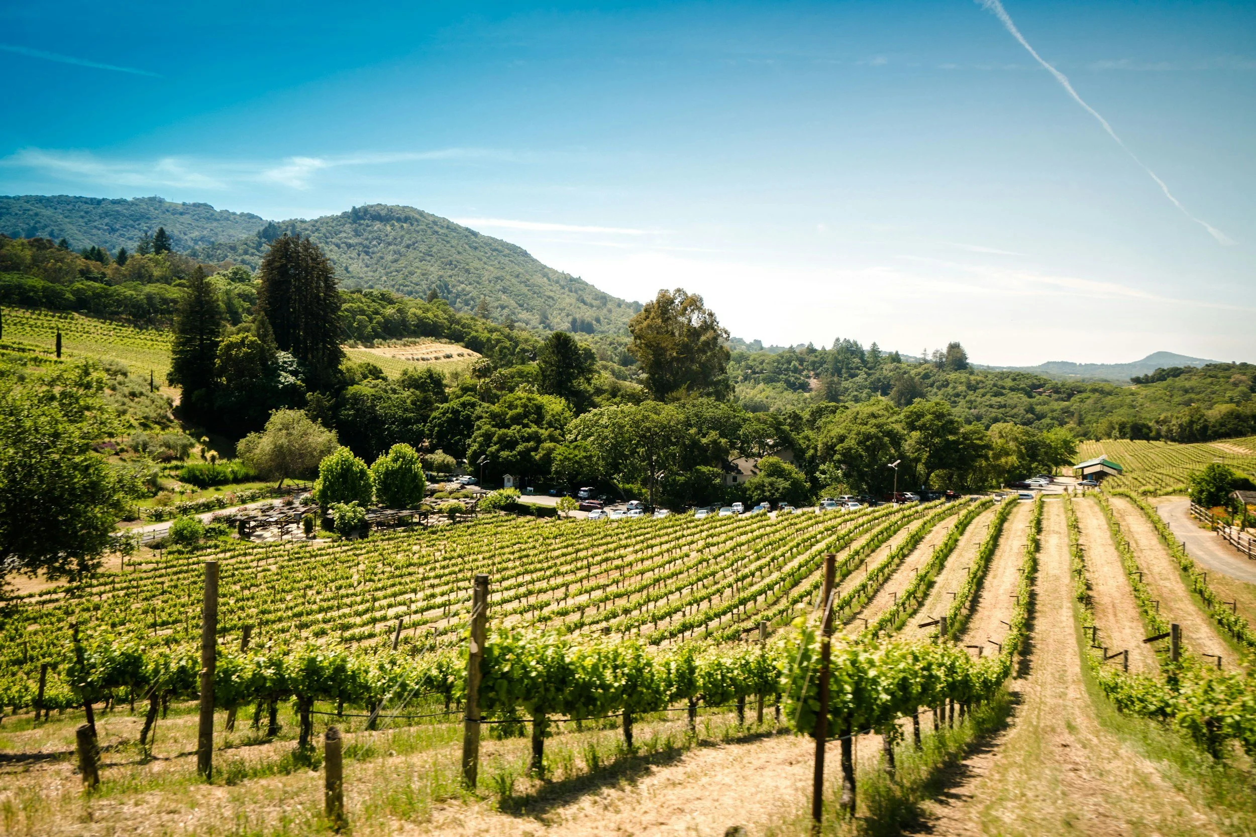 Sonoma County Vineyard