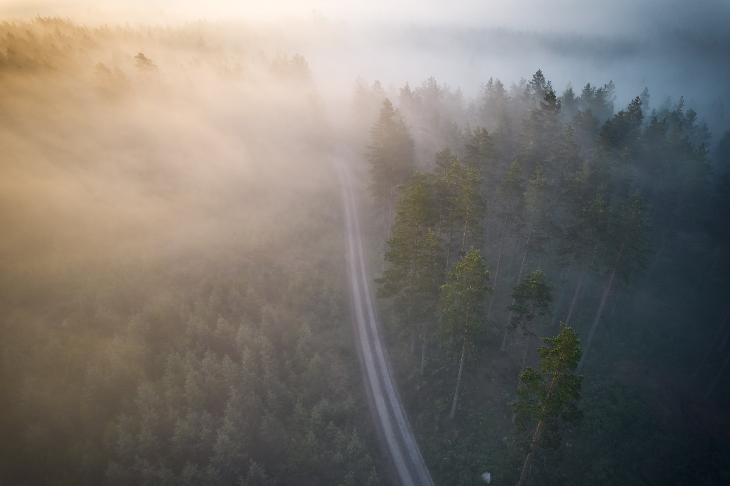 Road to Nowhere, Sweden - A forest track, shrouded in mist, winds through the trees at sunrise.