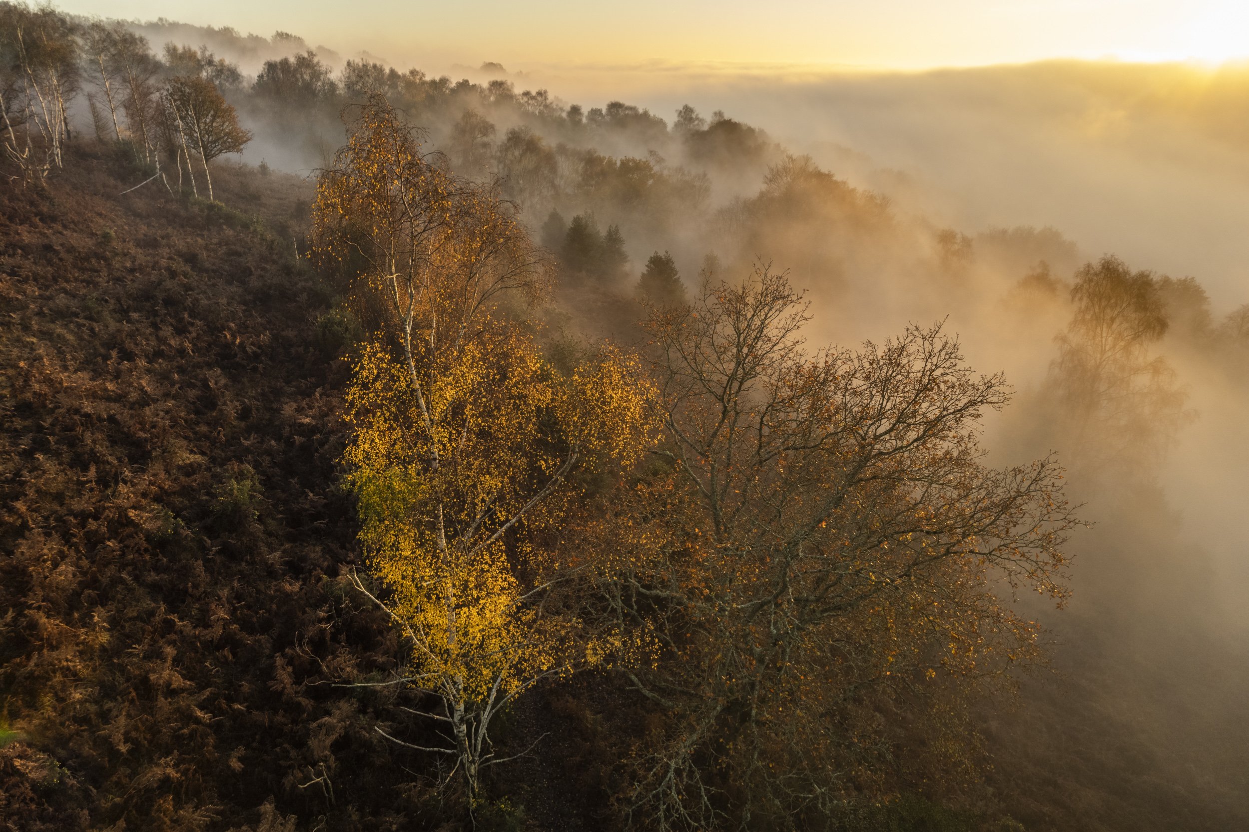Golden Light, Woolbeding - The sun sets through the mist at Woolbeding Common in the South Downs National Park,