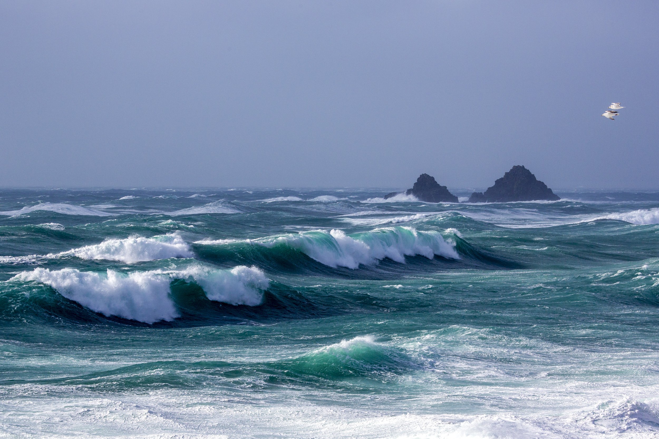 Flying High, Cornwall - Two seagulls brave the gale force winds of one of the Uk's many winter storms, with the Brison's rocks in the distance.